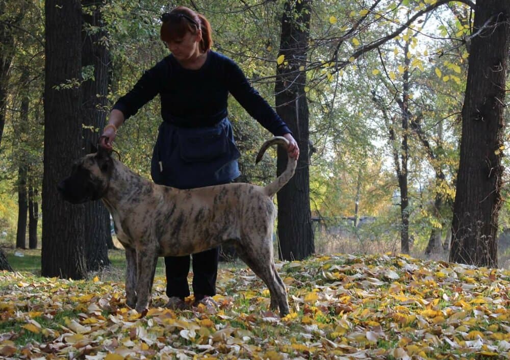 BOSS BULL CANARIO ARTHUR 1