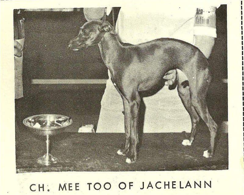 Mee Too Of Jachelann 1