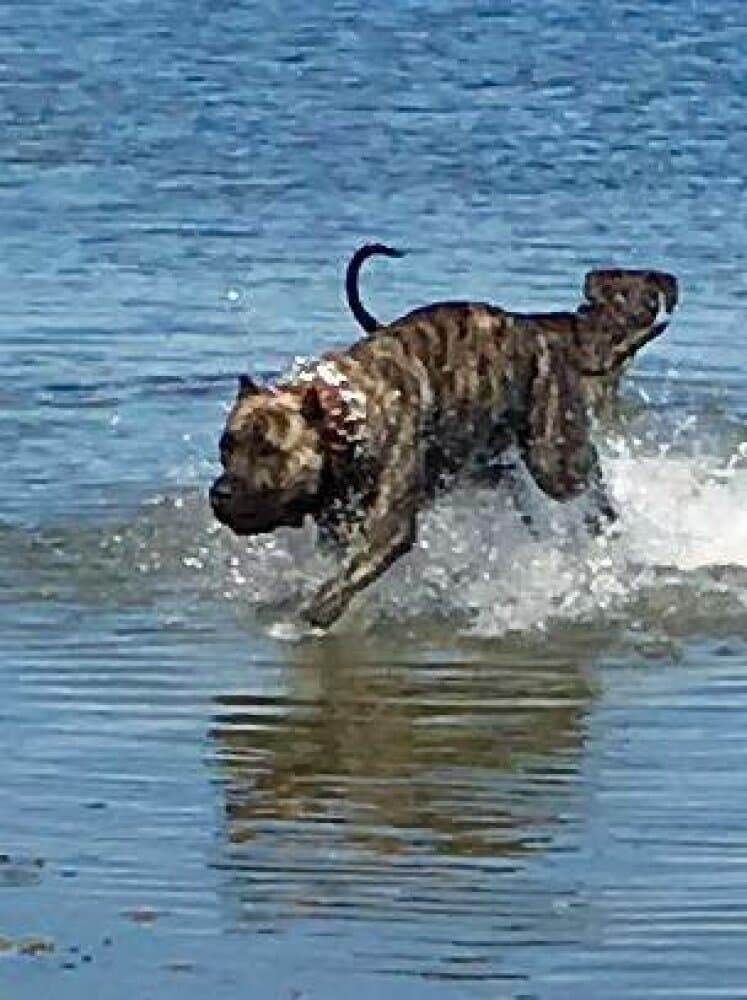 CRON DE PEYRE KENNELS 1