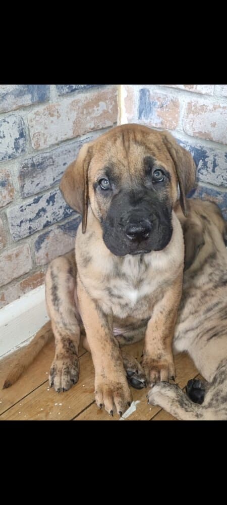 BOSS BULL CANARIO DRACO 1