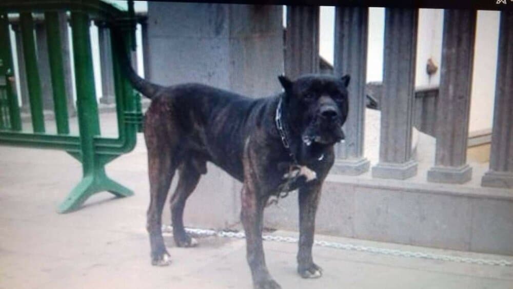 NERON DE CASIMIRO 1