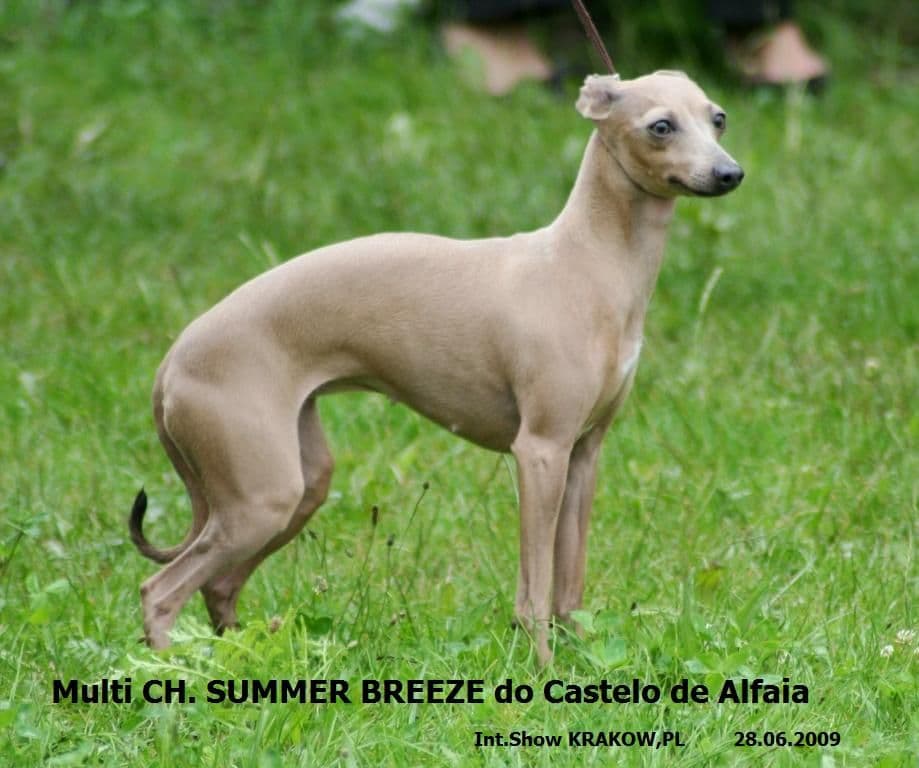 Summer Breeze Do Castelo De Alfaia 1