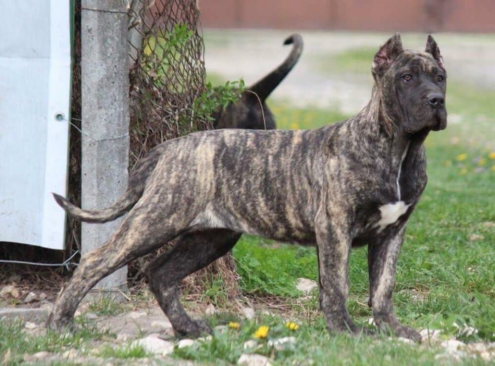BOSS BULL CANARIO ZEENA 1