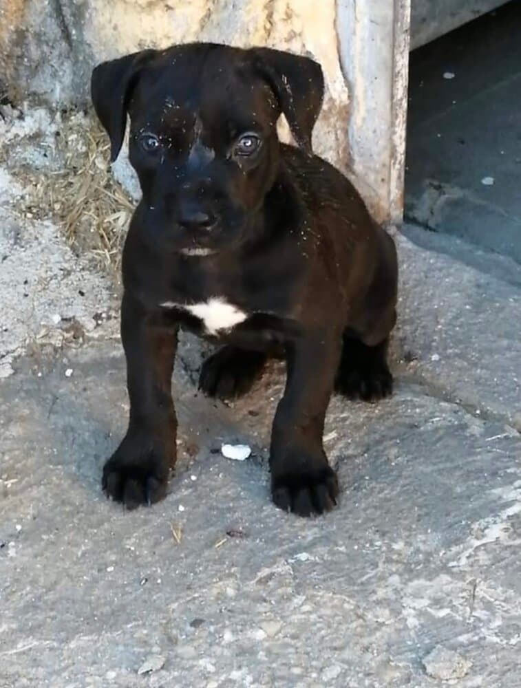TROYA DE KING ZULU 1