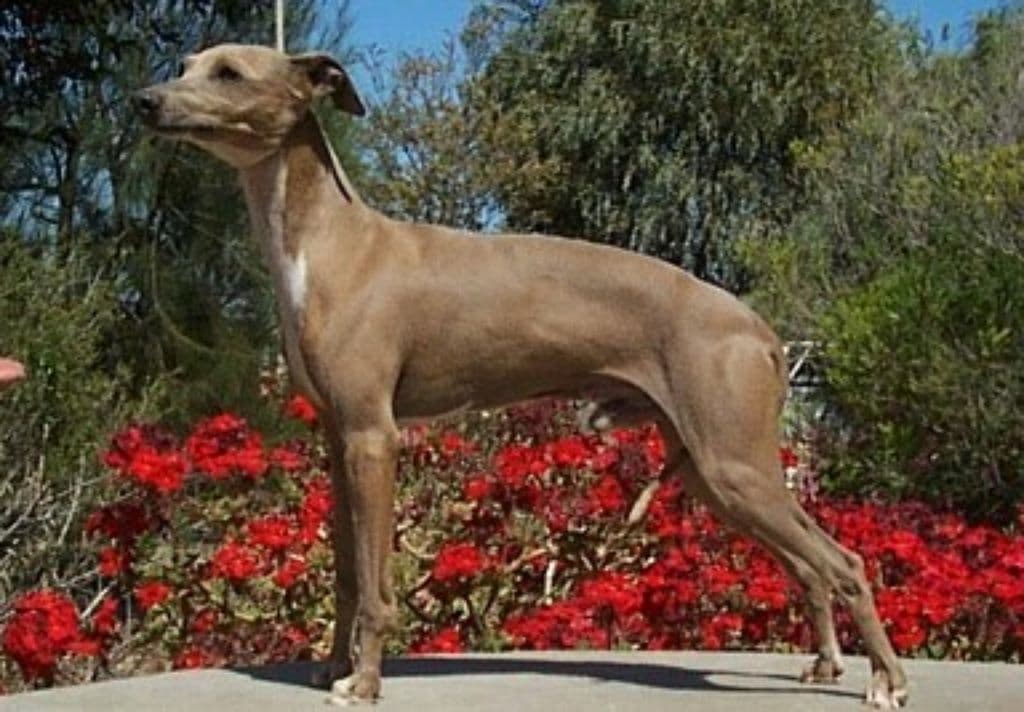 Tunamara Brady 1