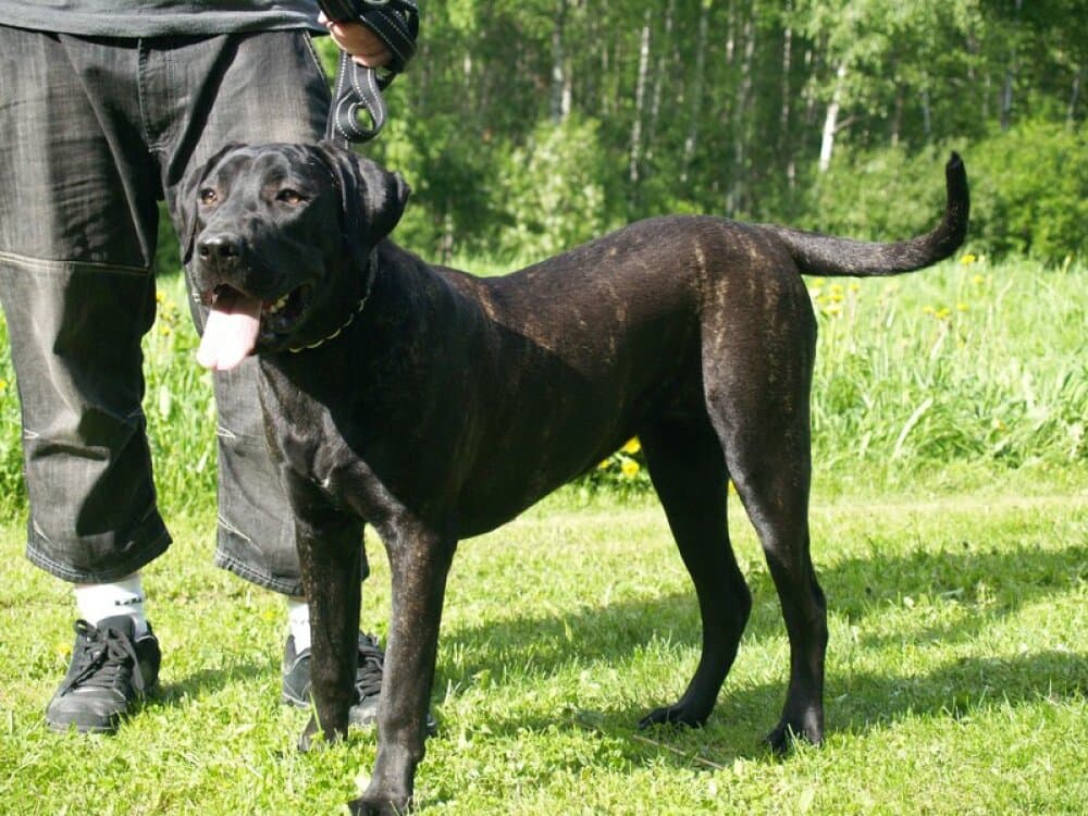 ALMIEL DE SOBRESALIR 1