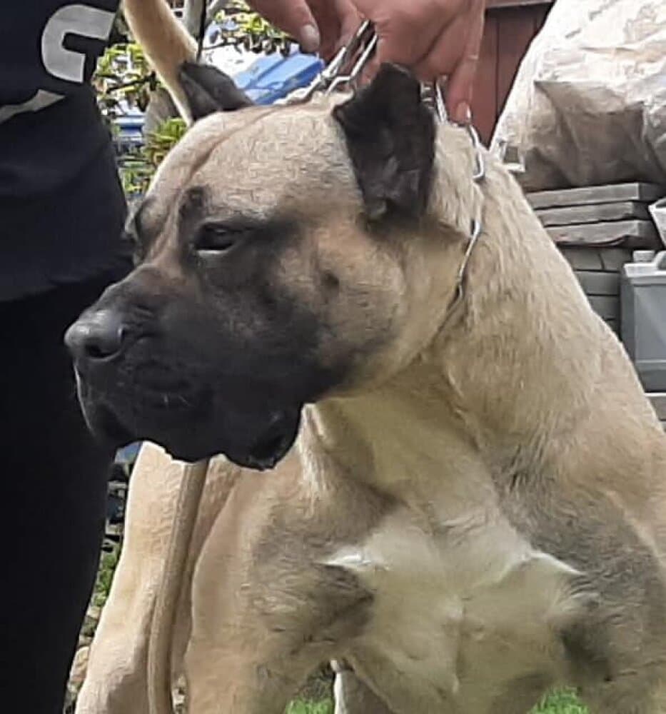 BANE PRESA DE CASA GOXY 1