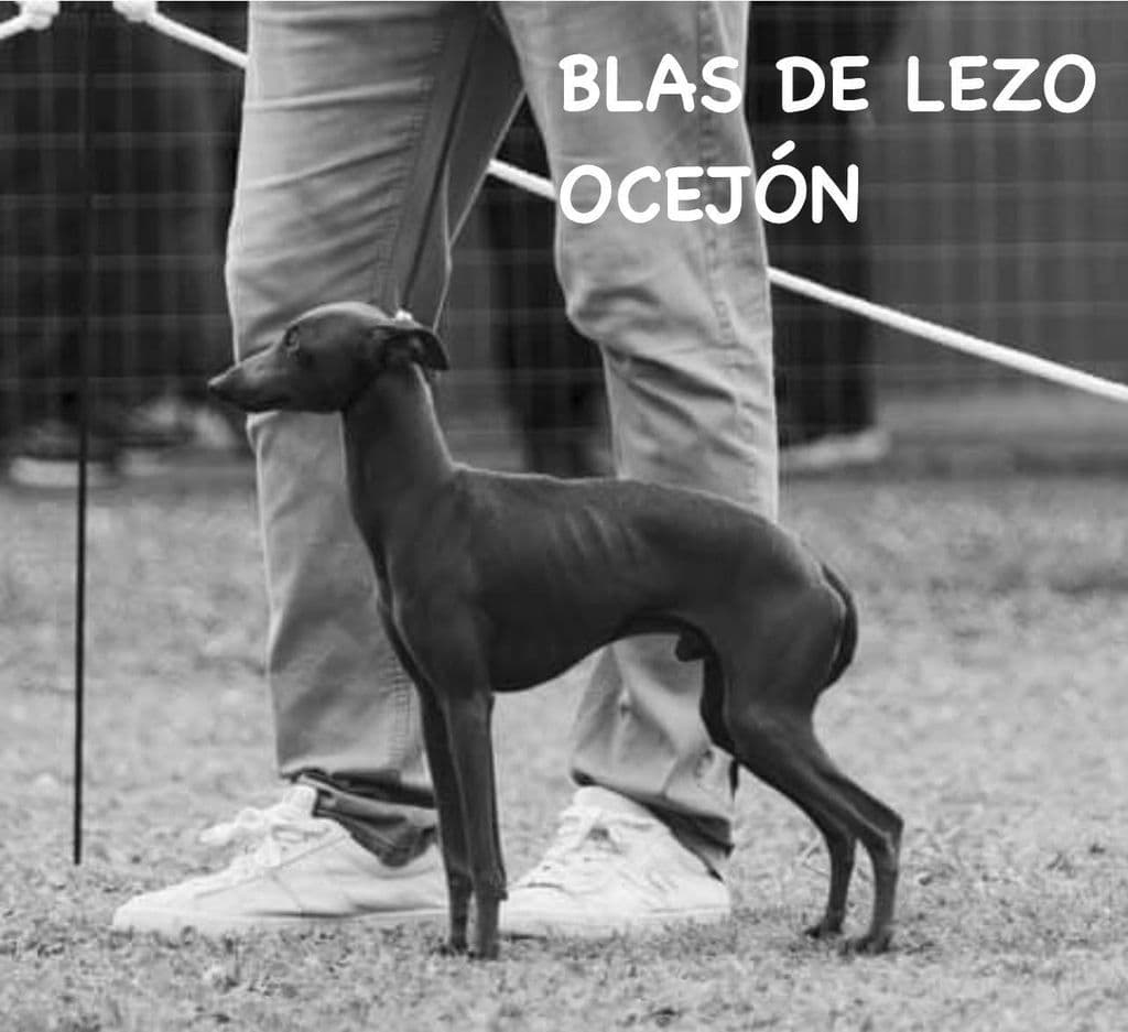 Blas De Lezo Del Ocejón 1