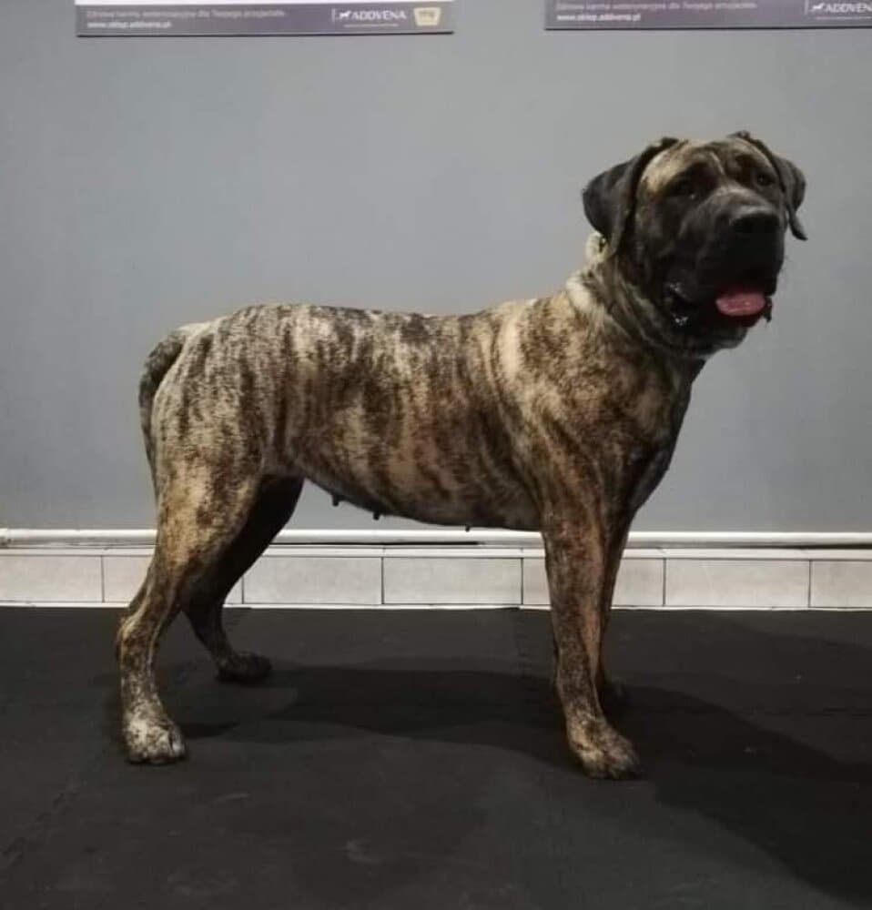HARYZMA CABALLERO CANARIO 1