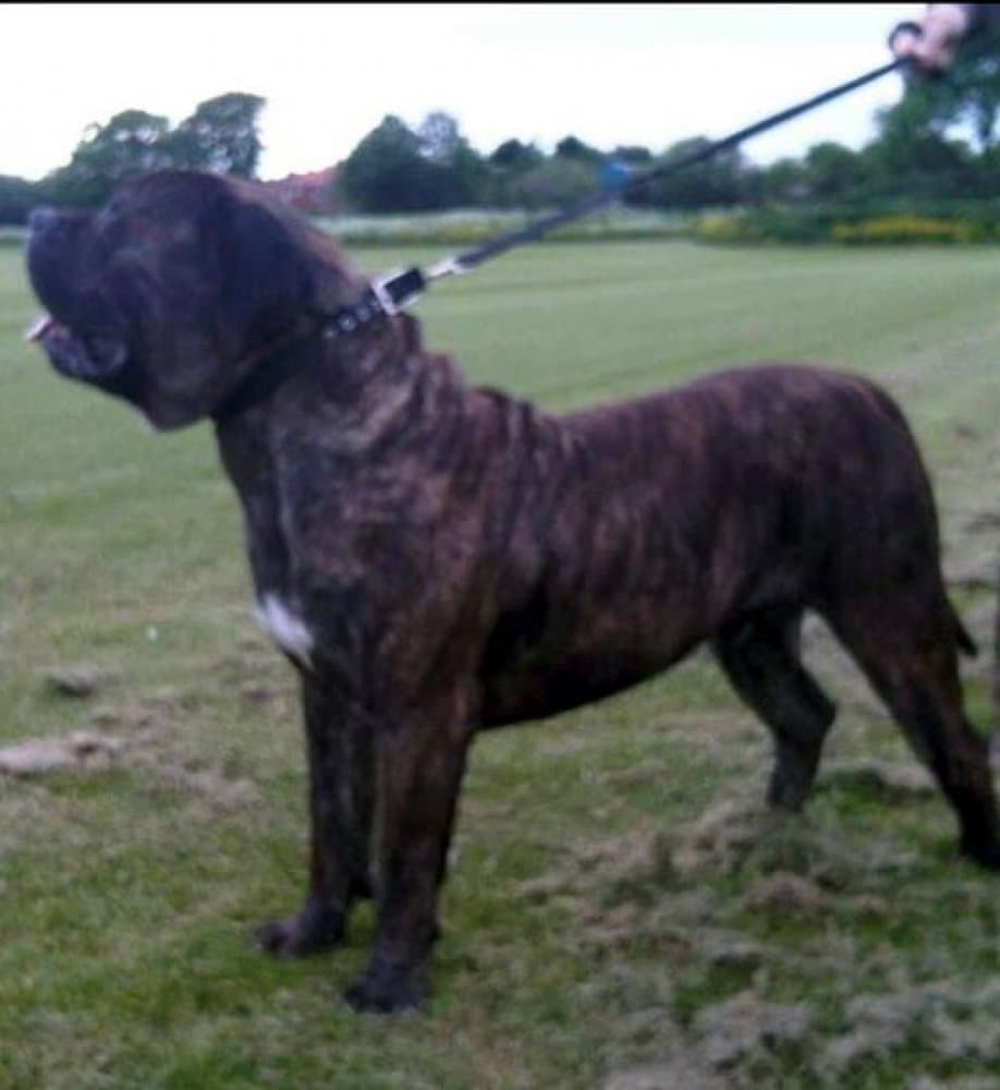 BROCKTON MENACE DE TRES ALIDA 1