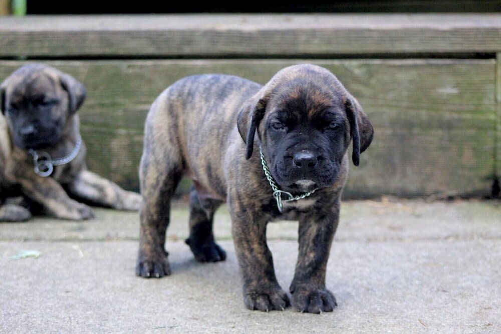 ONLY THE FAMILY KENNELS LORD 1