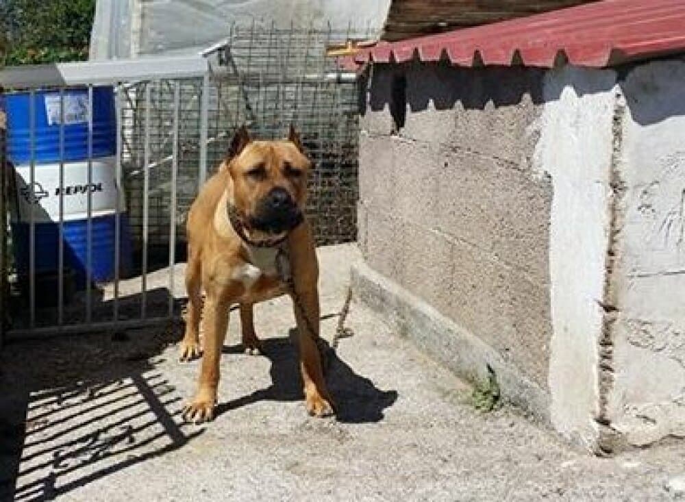 CESAR DE PERRO DE LA TIERRA 1