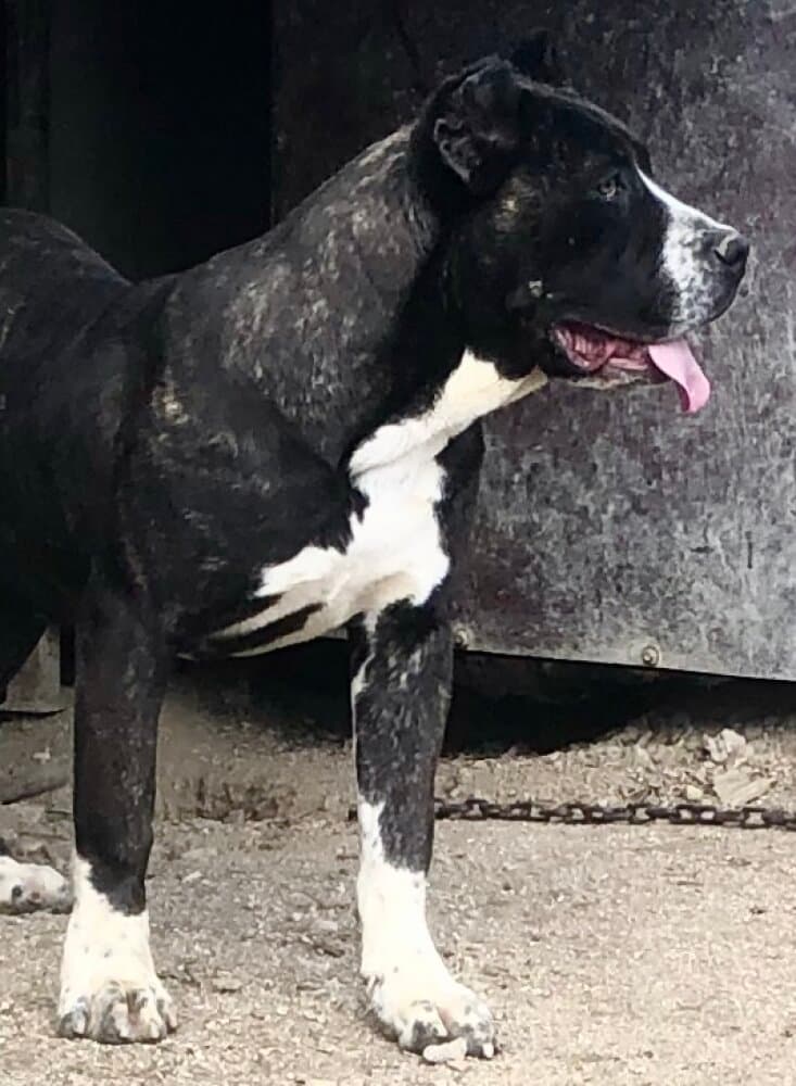 BRONCA DE KING ZULU 1