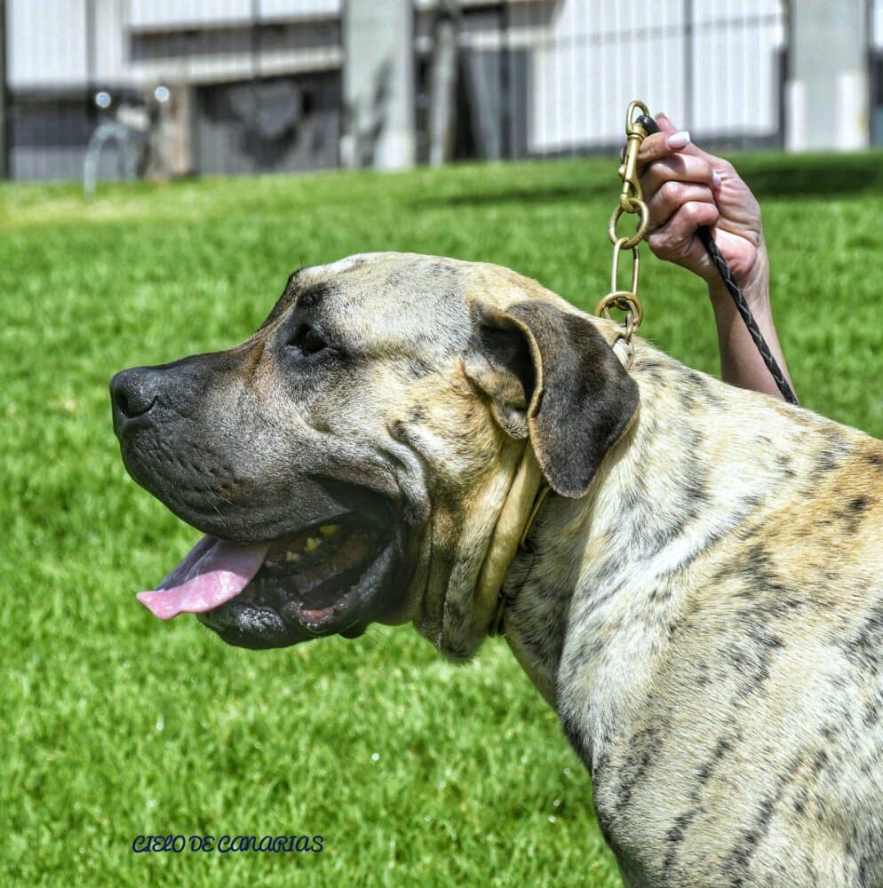 ZEUS DE CIELO DE CANARIAS 1