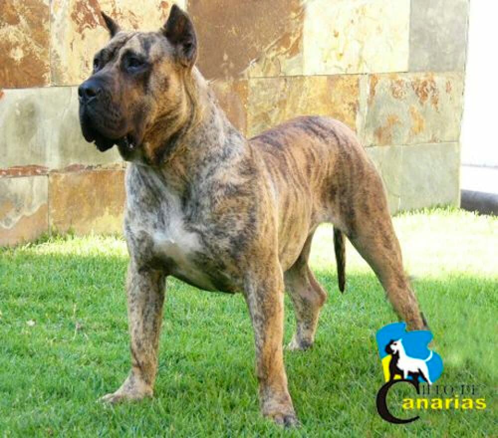 BRISA DE VILLA ALESIA 1