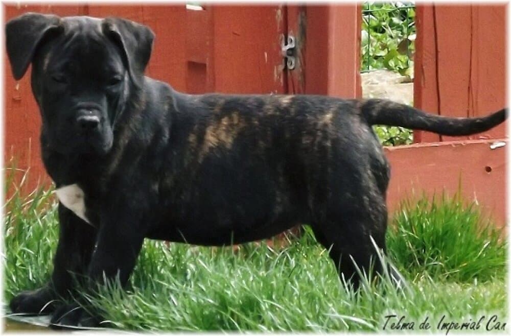 TELMA DE IMPERIAL CAN 1