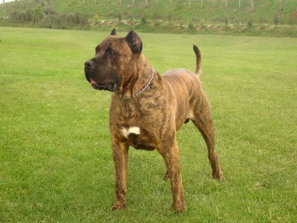 EL CRANERO DURO ARMANDO (TYSON) 1