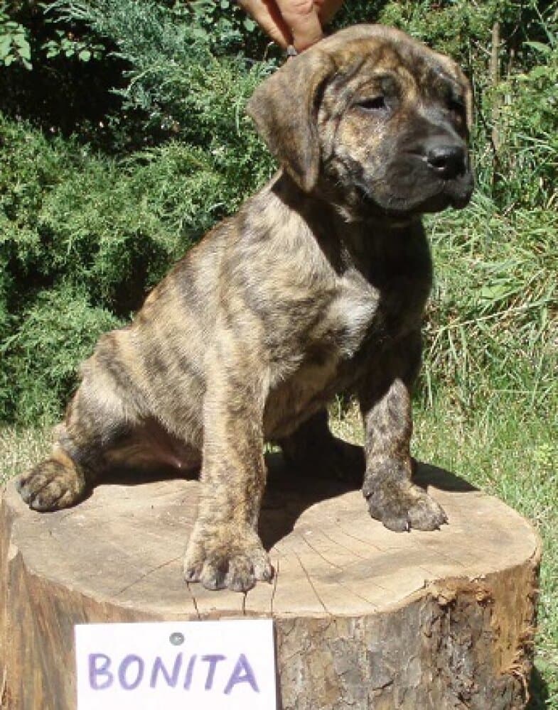 BONITA ALFA FAMILY DOG 1