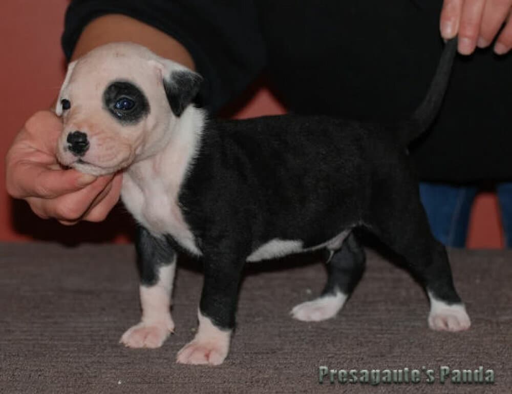 PRESAGAUTE'S PANDA 1