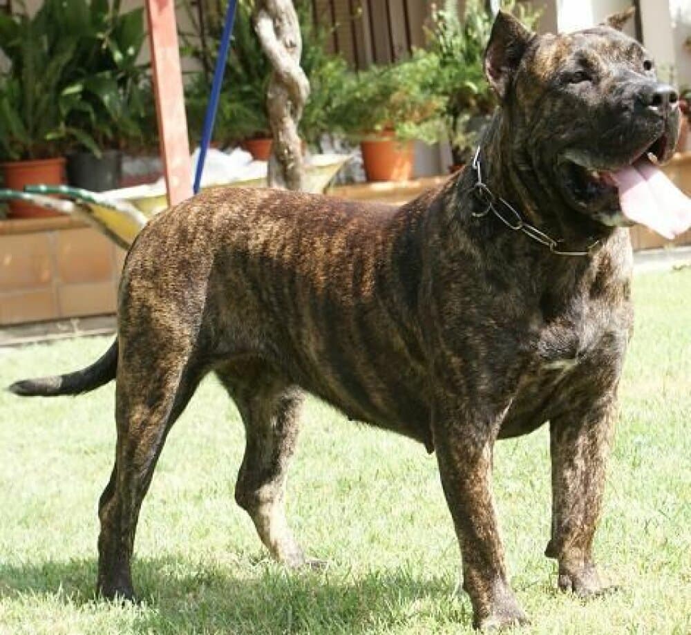 TELMA DE BARNACAN BULL 1
