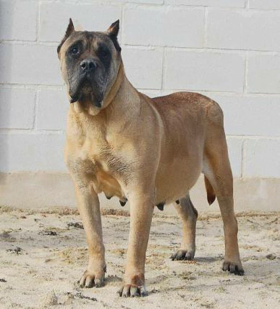 MEGA DE CAMARMENA 1