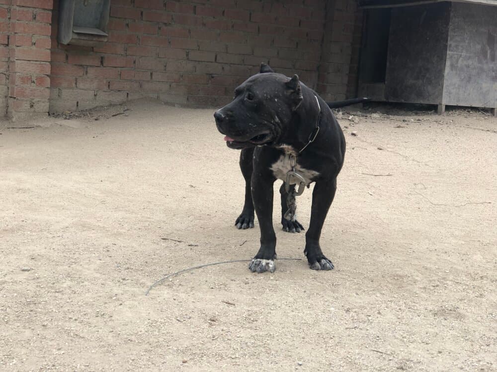 ARIA DE KING ZULU 1