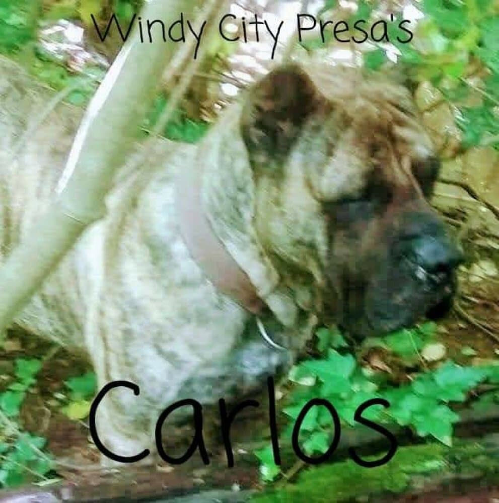 CARLOS DE WINDY CITY 1