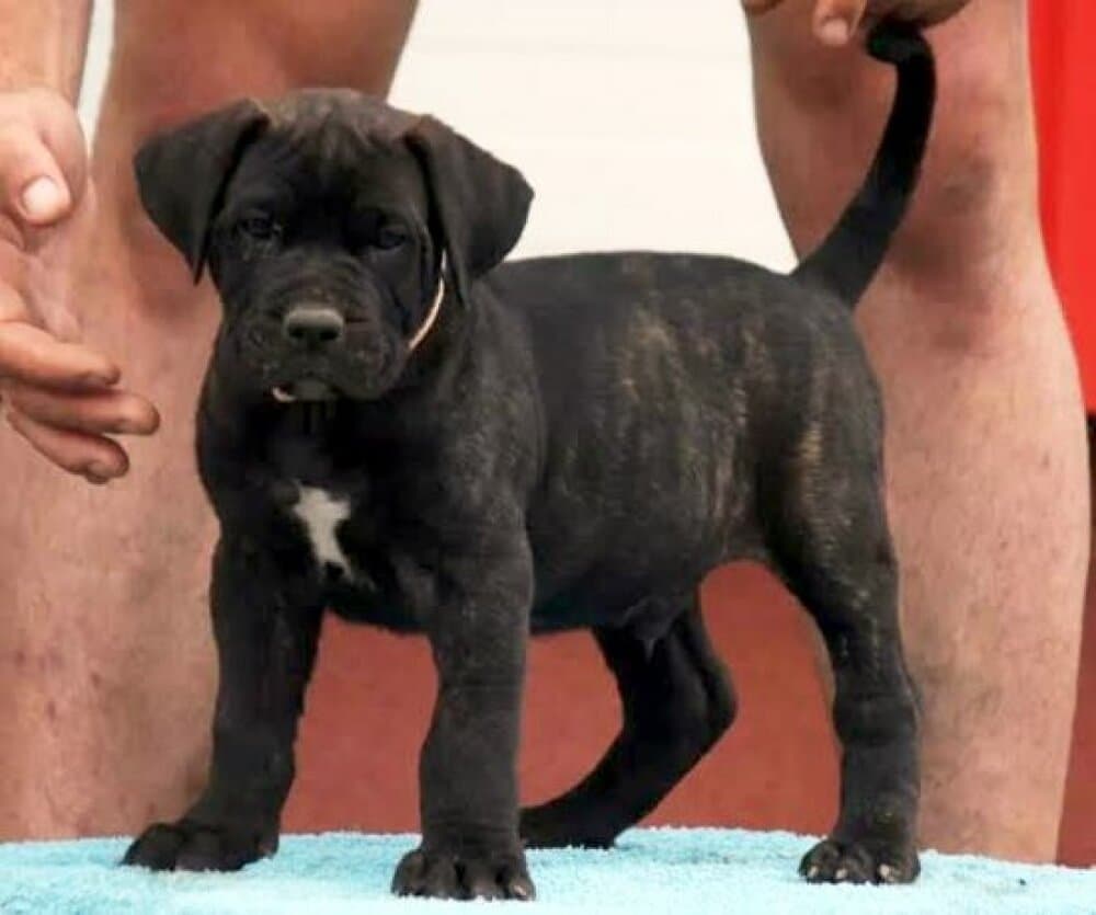 BOSS BULL CANARIO ROKKO 1