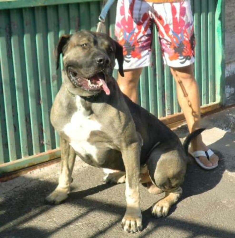 DOGO DE PERRO DE LA TIERRA 1