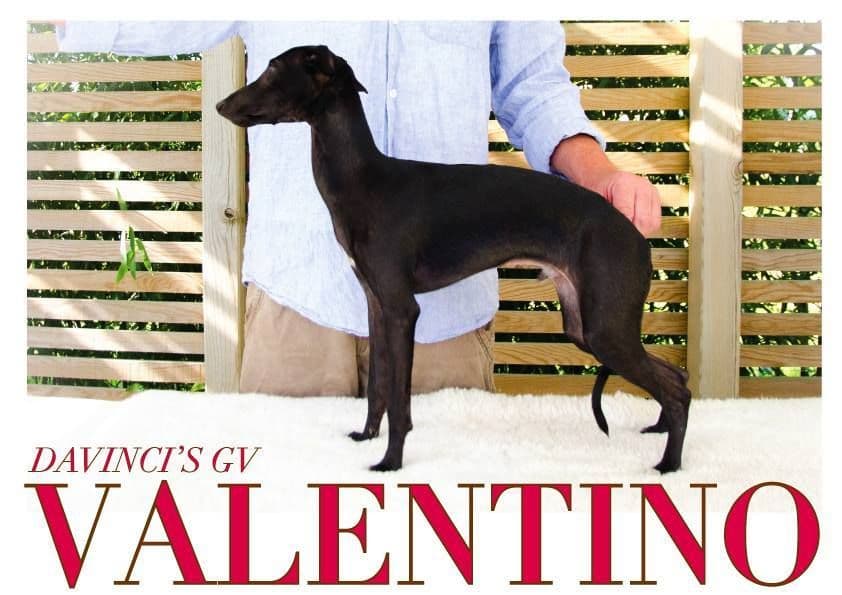 Davinci's GV Valentino 1