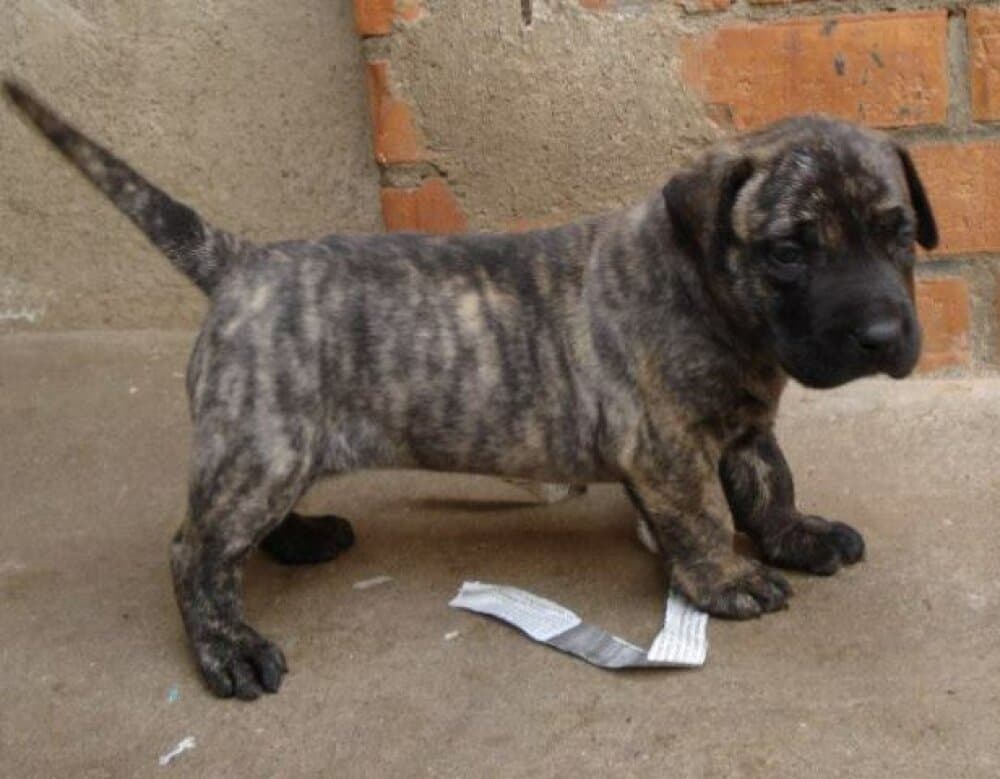 ASIA DE DOG REAL 1