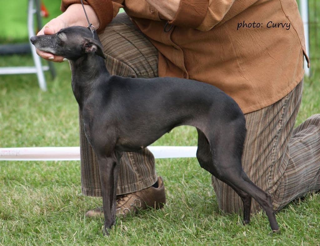 Yamara Feritte Bugsy 1