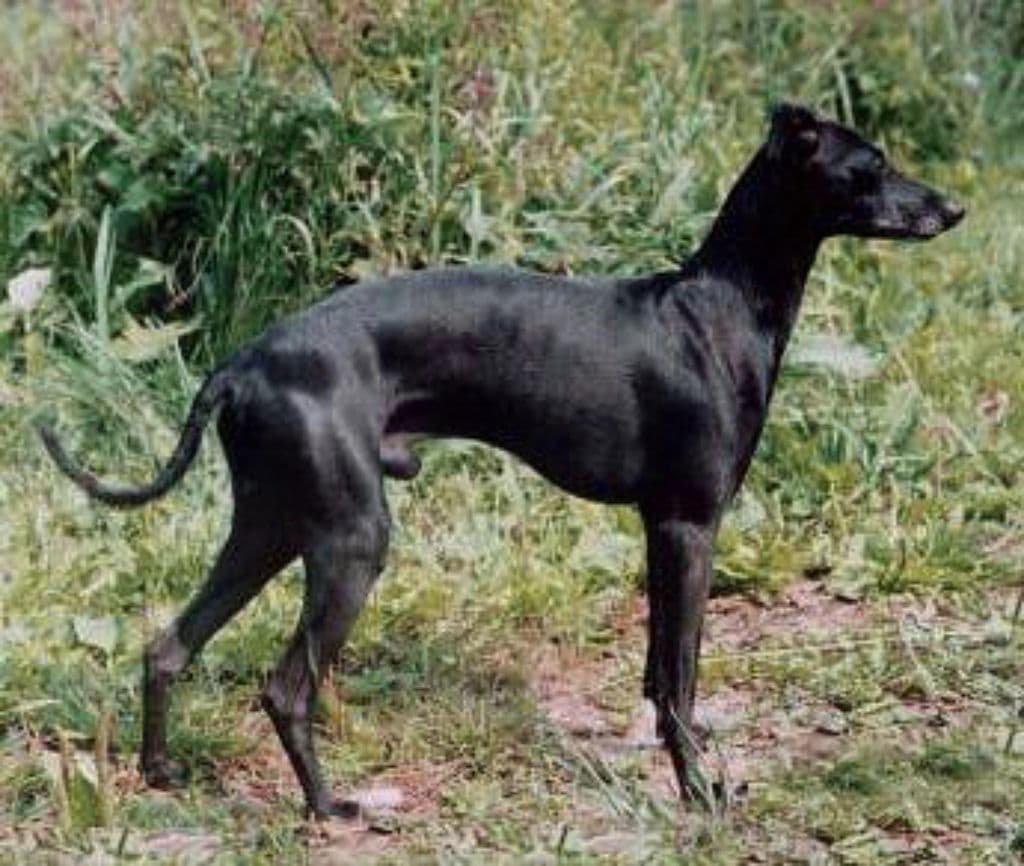 Chilitefey Barmaley 1