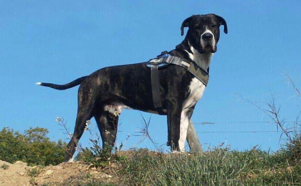 AVALóN DE KING ZULU 1