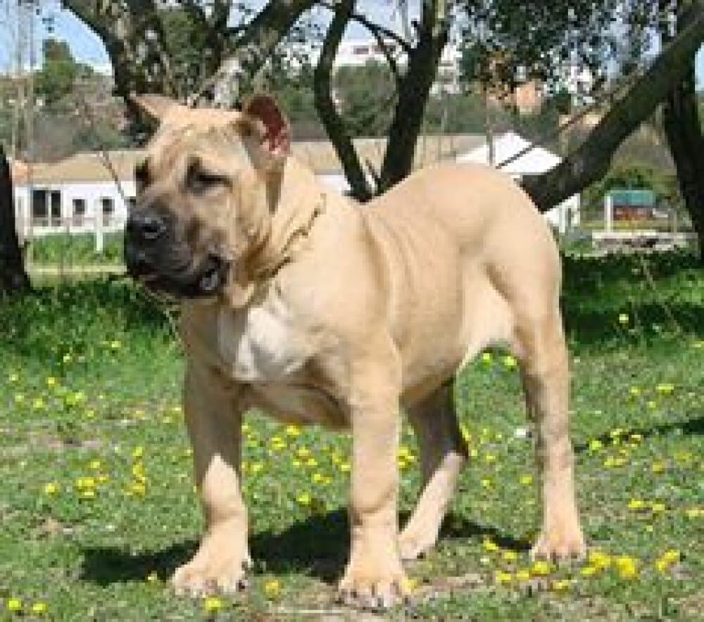 TITAN DE GUADALCAN 1