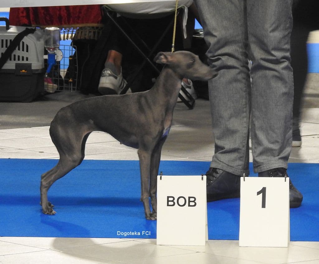 Naima Dogoteka FCI 1