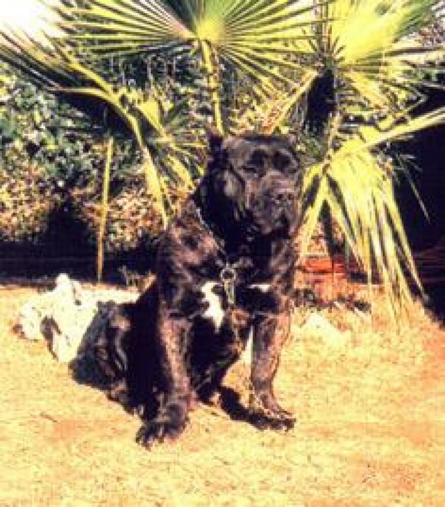 ABUL DE CASA DEL PRESA 1
