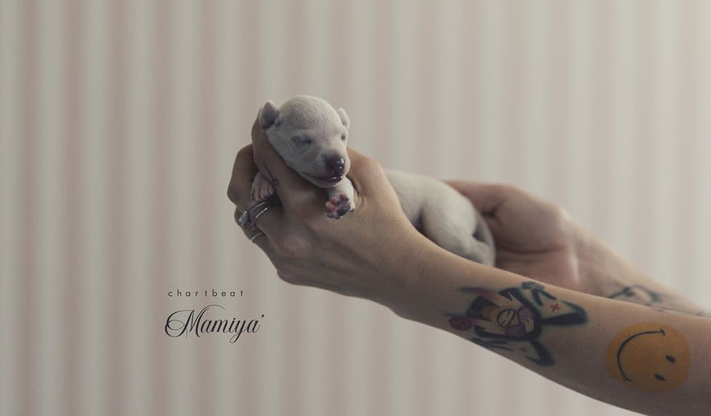 Chartbeat Mamiya' 1