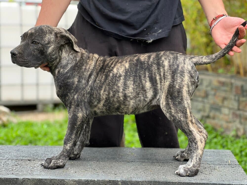 WATAYA DE KING ZULU 1