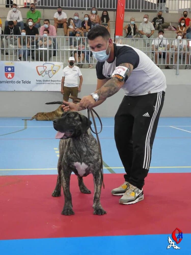 IFARA CANARIKENNEL 1