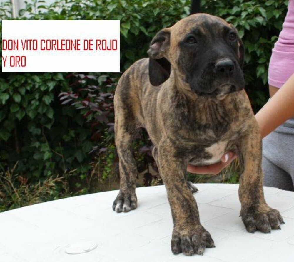 DON VITO CORLEONE DE ROJO Y ORO 1