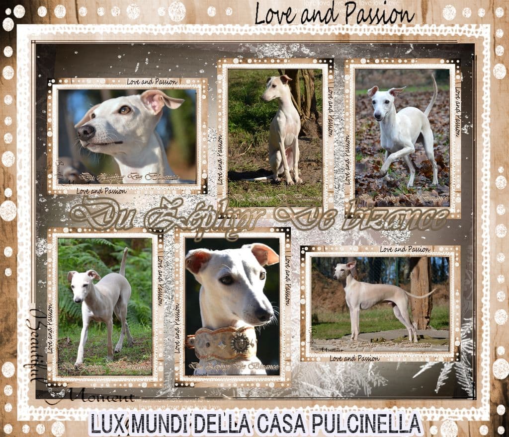 Lux Mundi Della Casa Pulcinella 1
