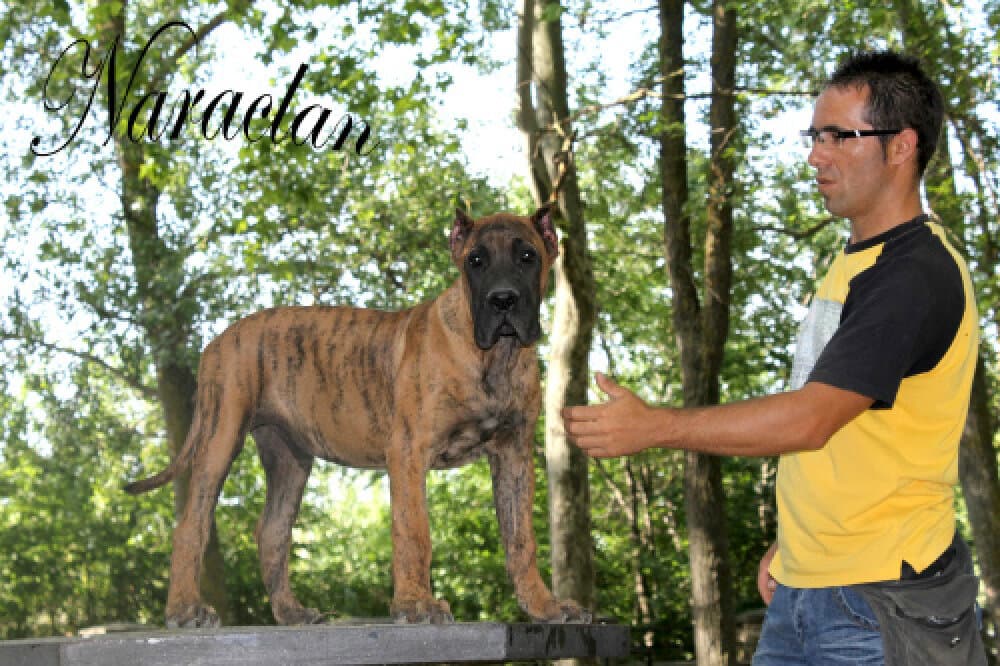 BONKAR DE NARACLAN 1