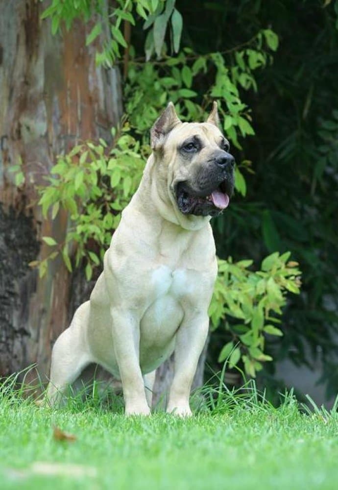 GUANCHO DE ETERNA PRIMAVERA 1