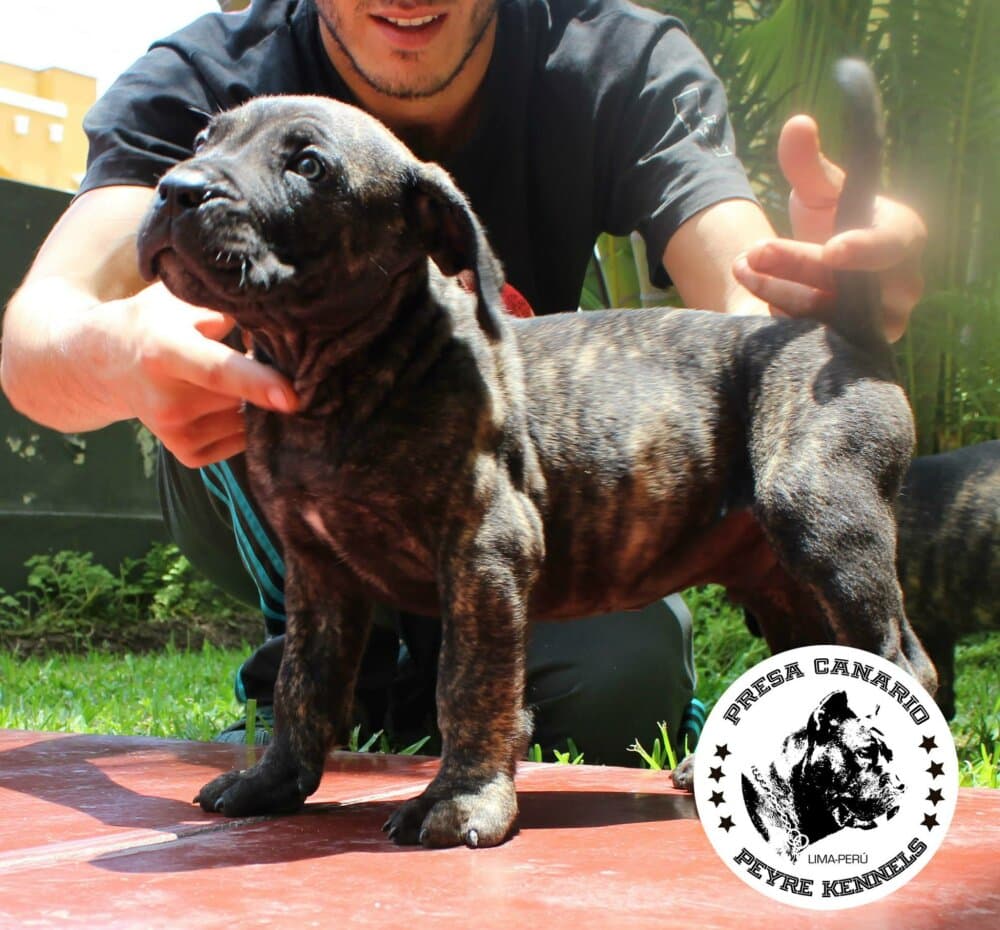 CRATOS DE PEYRE KENNELS 1