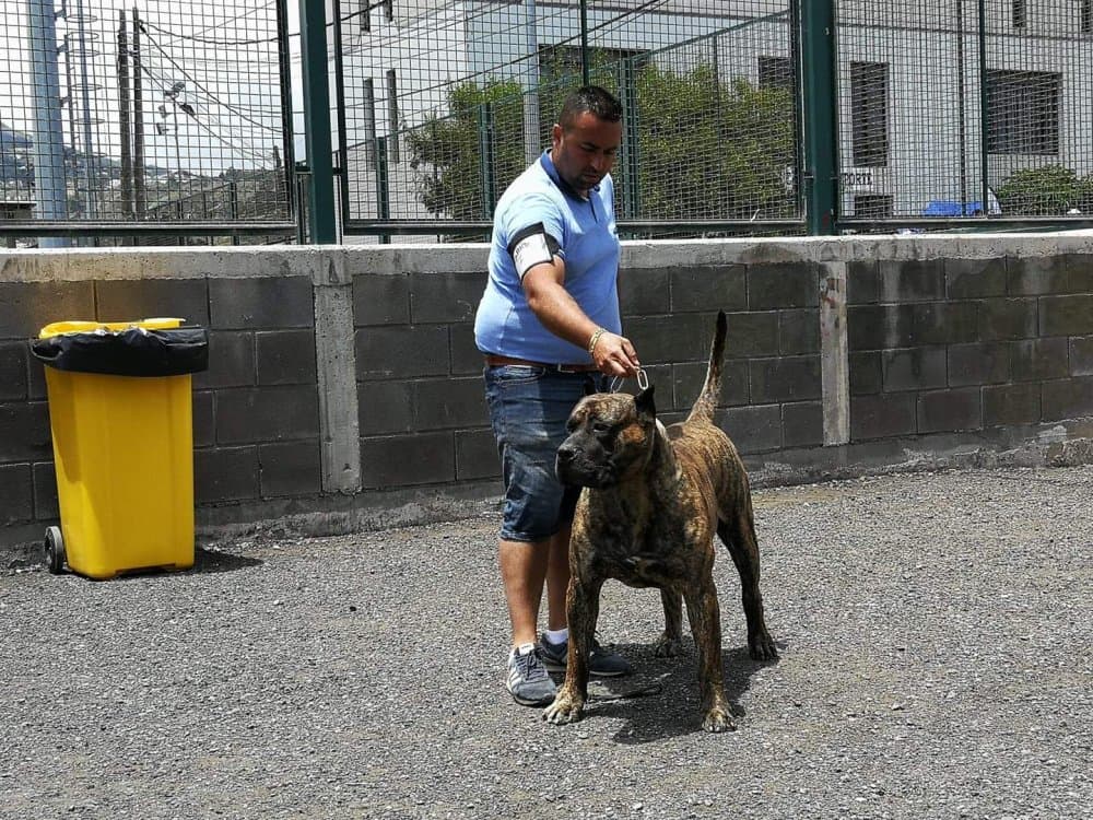 ACGAR DE PRESAS DE LA OROTAVA 1