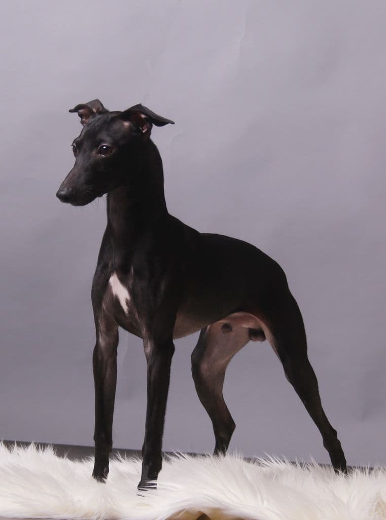 Sebik Feritte Bugsy 1