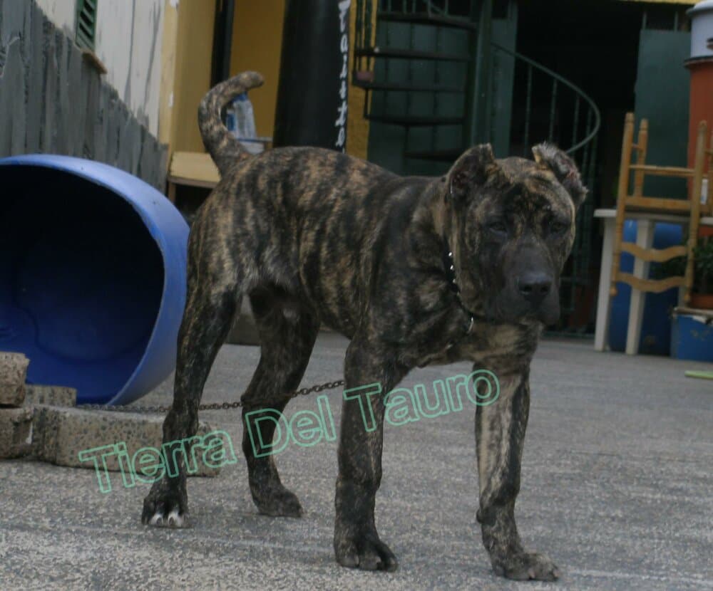 TAURO DE TIERRA DEL TAURO 1