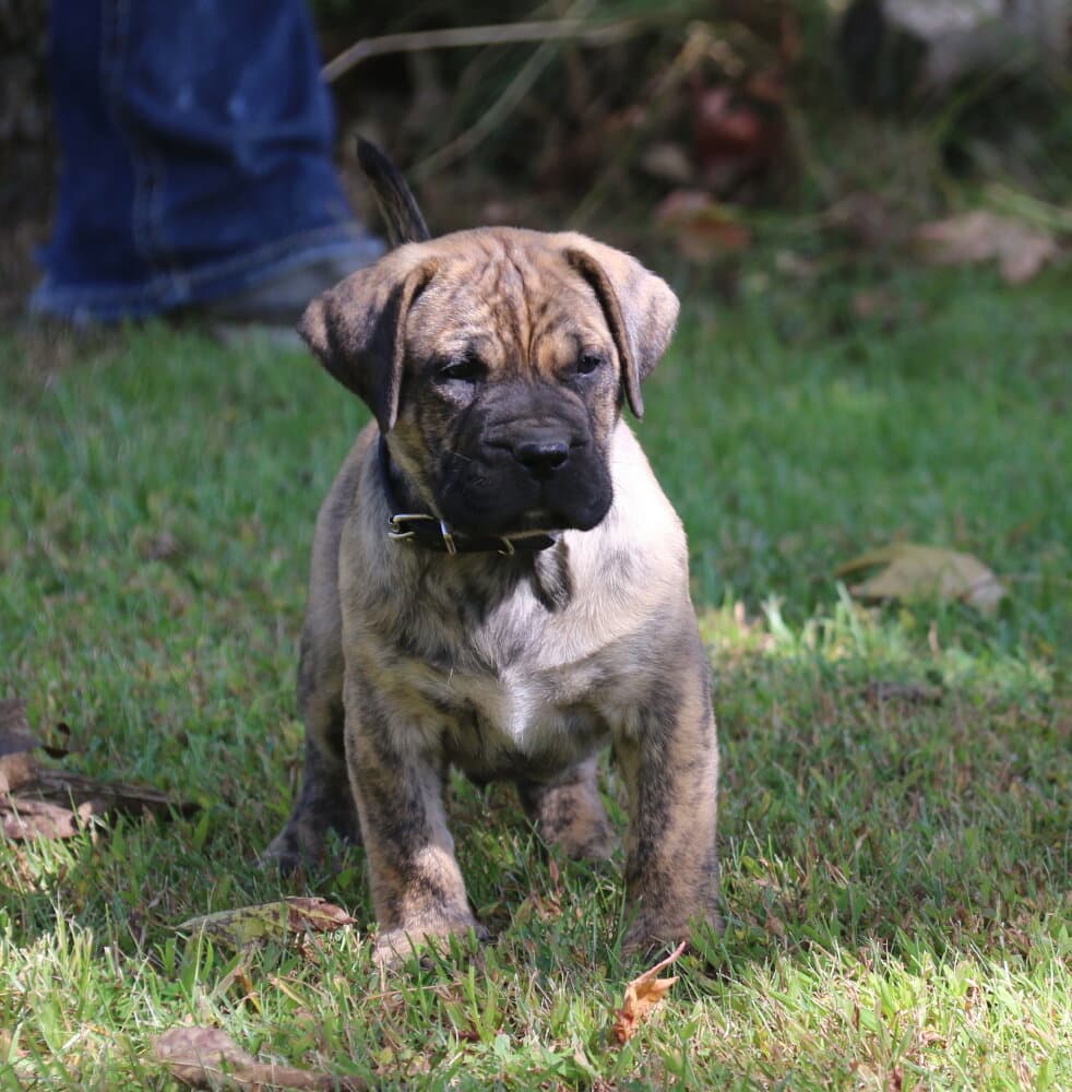 CHUBBS DE CABEZA GRANDE 1