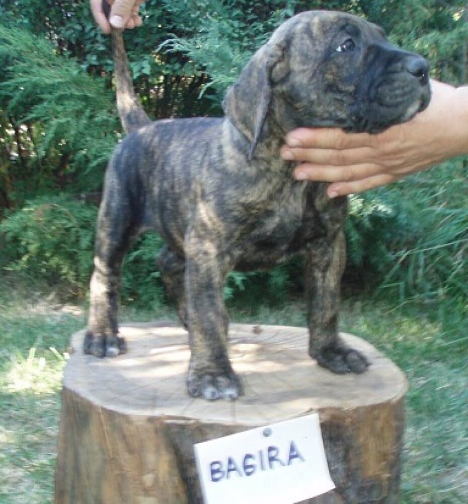 BAGIRA ALFA FAMILY DOG 1